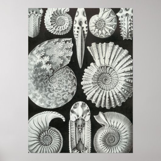 Haeckel Ammonitida Poster (Vorne)