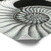 Haeckel Ammonitida Poster (Ecke)