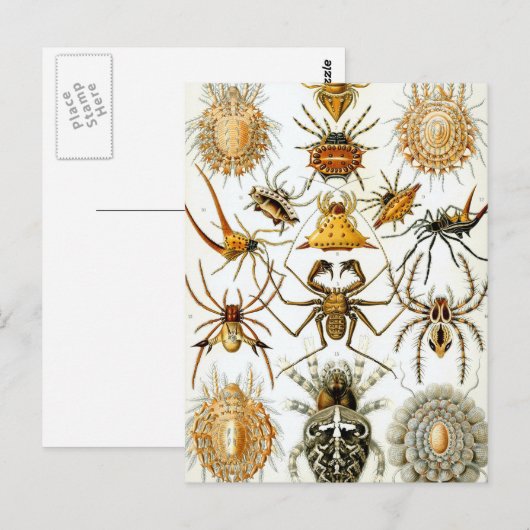 Haeckel Arachnida Postkarte (Vorne/Hinten)