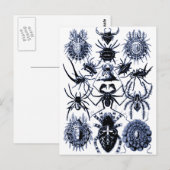 Haeckel Arachnida Spiders in Blue Postkarte (Vorne/Hinten)