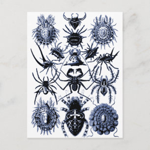 Haeckel Arachnida Spiders in Blue Postkarte