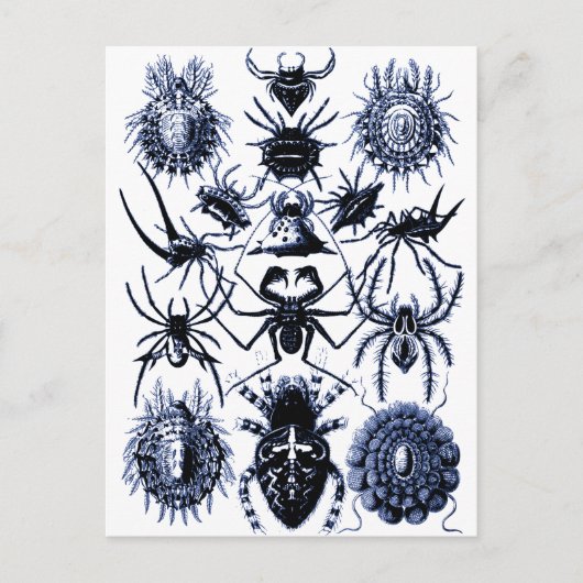Haeckel Arachnida Spiders in Blue Postkarte (Vorderseite)