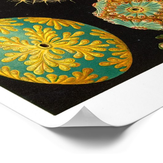 HAECKEL-ASCIDIACEA POSTER (Ecke)