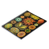 Haeckel Ascidiae Sea Life Illustration 6,5X8,75" Notizblock (Linke Seite)