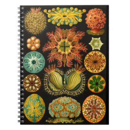 Haeckel Ascidiae Sea Life Illustration 6,5X8,75" Notizblock