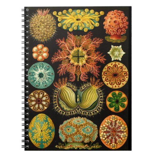 Haeckel Ascidiae Sea Life Illustration 6,5X8,75" Notizblock (Vorderseite)