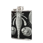 Haeckel Aspidonia Flachmann (Links)