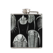 Haeckel Aspidonia Flachmann (Rückseite)