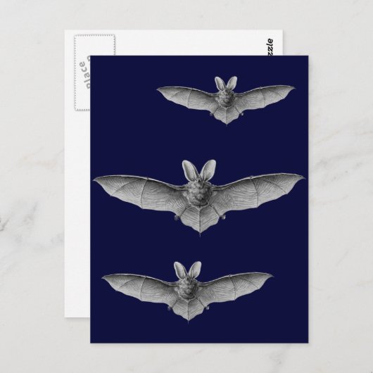 Haeckel Bat Postkarte (Vorne/Hinten)