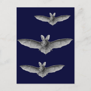 Haeckel Bat Postkarte