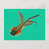 Haeckel Bird Postkarte (Vorderseite)