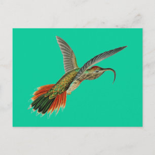 Haeckel Bird Postkarte