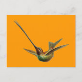 Haeckel Bird Postkarte (Vorderseite)