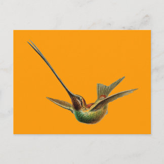 Haeckel Bird Postkarte