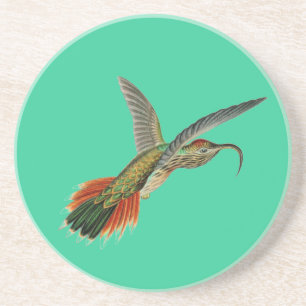 Haeckel Bird Sandstein Untersetzer