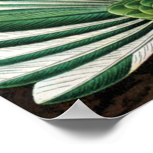 Haeckel Birds Poster (Ecke)