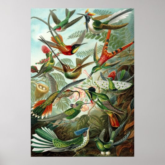 Haeckel Birds Poster (Vorne)