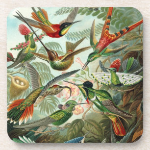 Haeckel Birds Untersetzer