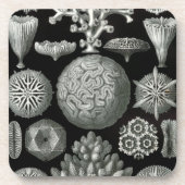 Haeckel Black Untersetzer (Vorderseite)