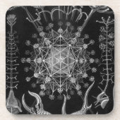 Haeckel Black Untersetzer (Vorderseite)