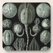 Haeckel Black Untersetzer (Vorderseite)