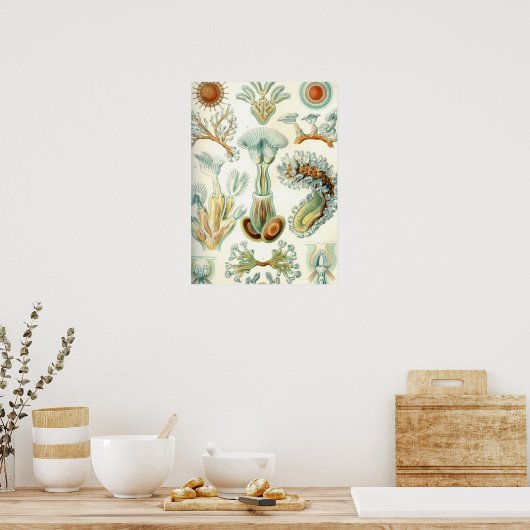 Haeckel Bryozoa Poster (Küche)