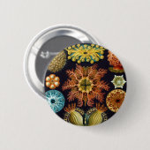 Haeckel Button (Vorne & Hinten)