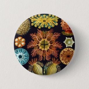 Haeckel Button