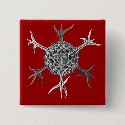 Haeckel Button (Vorderseite)