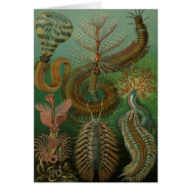 Haeckel Centipedes (Vorne)