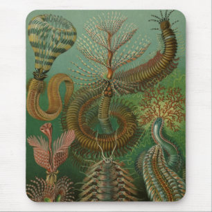 Haeckel Centipedes Mousepad