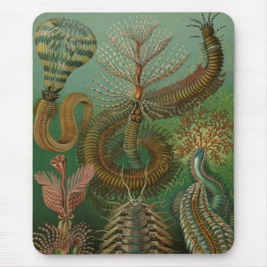 Haeckel Centipedes Mousepad (Vorne)