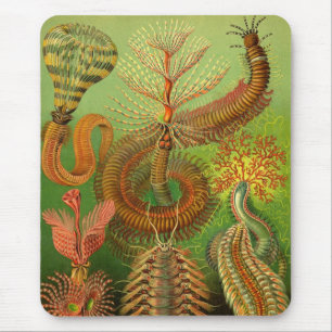Haeckel Centipedes Mousepad