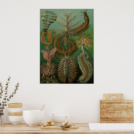 Haeckel Centipedes Poster (Küche)