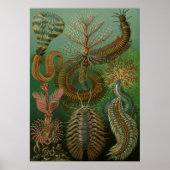 Haeckel Centipedes Poster (Vorne)