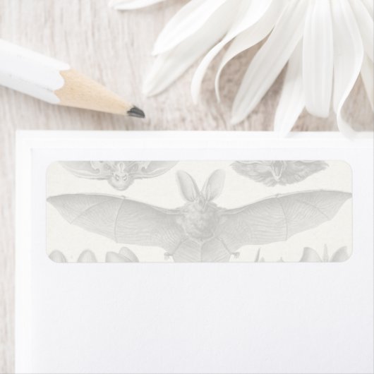 Haeckel Chiroptera (Insitu)