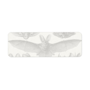 Haeckel Chiroptera