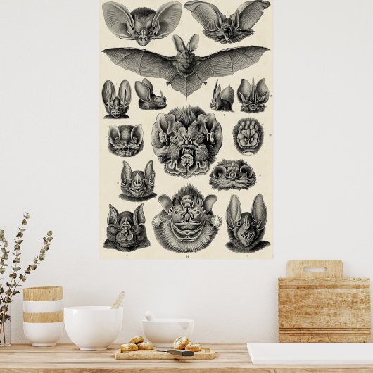 Haeckel Chiroptera Poster (Küche)