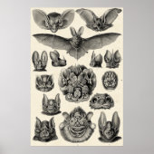 Haeckel Chiroptera Poster (Vorne)