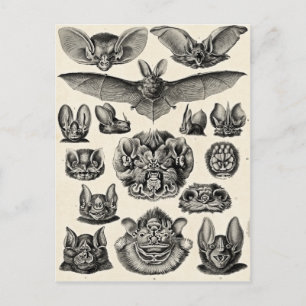 Haeckel Chiroptera Postkarte