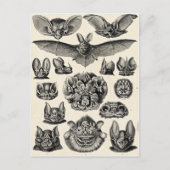 Haeckel Chiroptera Postkarte (Vorderseite)