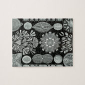 Haeckel Diatomea Puzzle (Horizontal)
