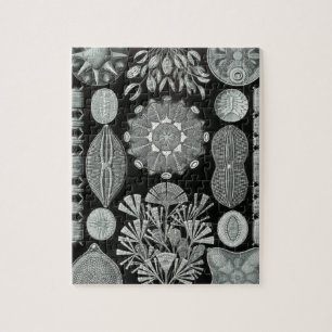 Haeckel Diatomea Puzzle