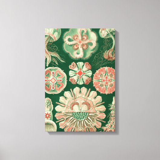 Haeckel Discomedusae Leinwanddruck (Vorderseite)