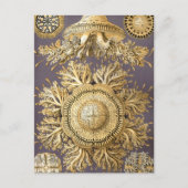 Haeckel Discomedusae Postkarte (Vorderseite)