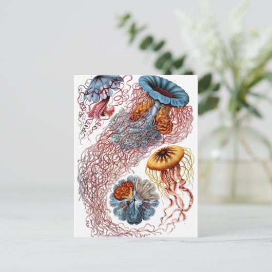 Haeckel Discomedusae Postkarte (Stehend Vorderseite)