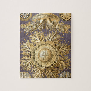 Haeckel Discomedusae Puzzle