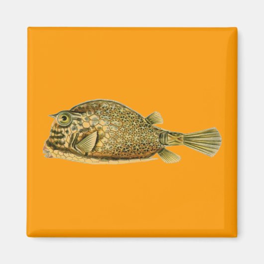 Haeckel-Fisch Magnet (Vorne)