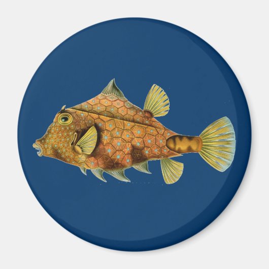 Haeckel Fish Magnet (Vorne)