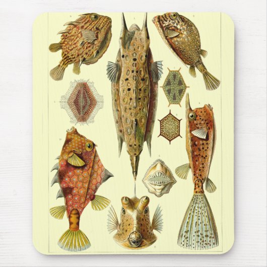 Haeckel Fish Mousepad (Vorne)